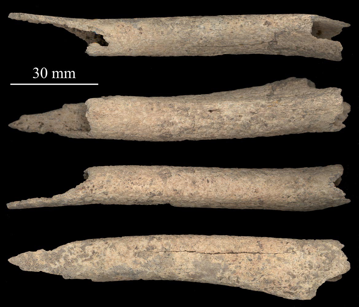 12000-Year-Old-Canine-Tibia-Rotated.jpg