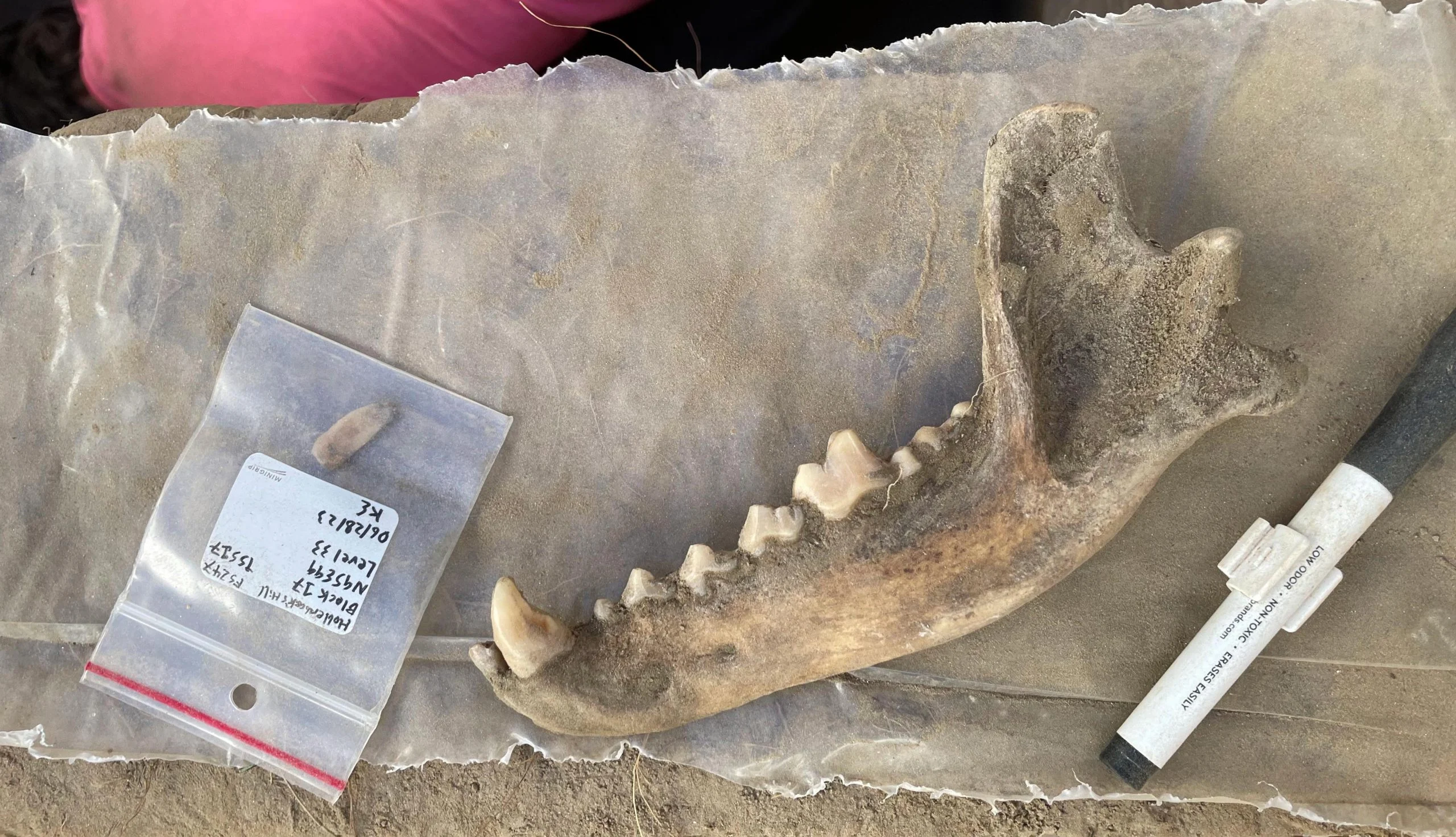 8100-Year-Old-Canine-Mandible-scaled.jpg