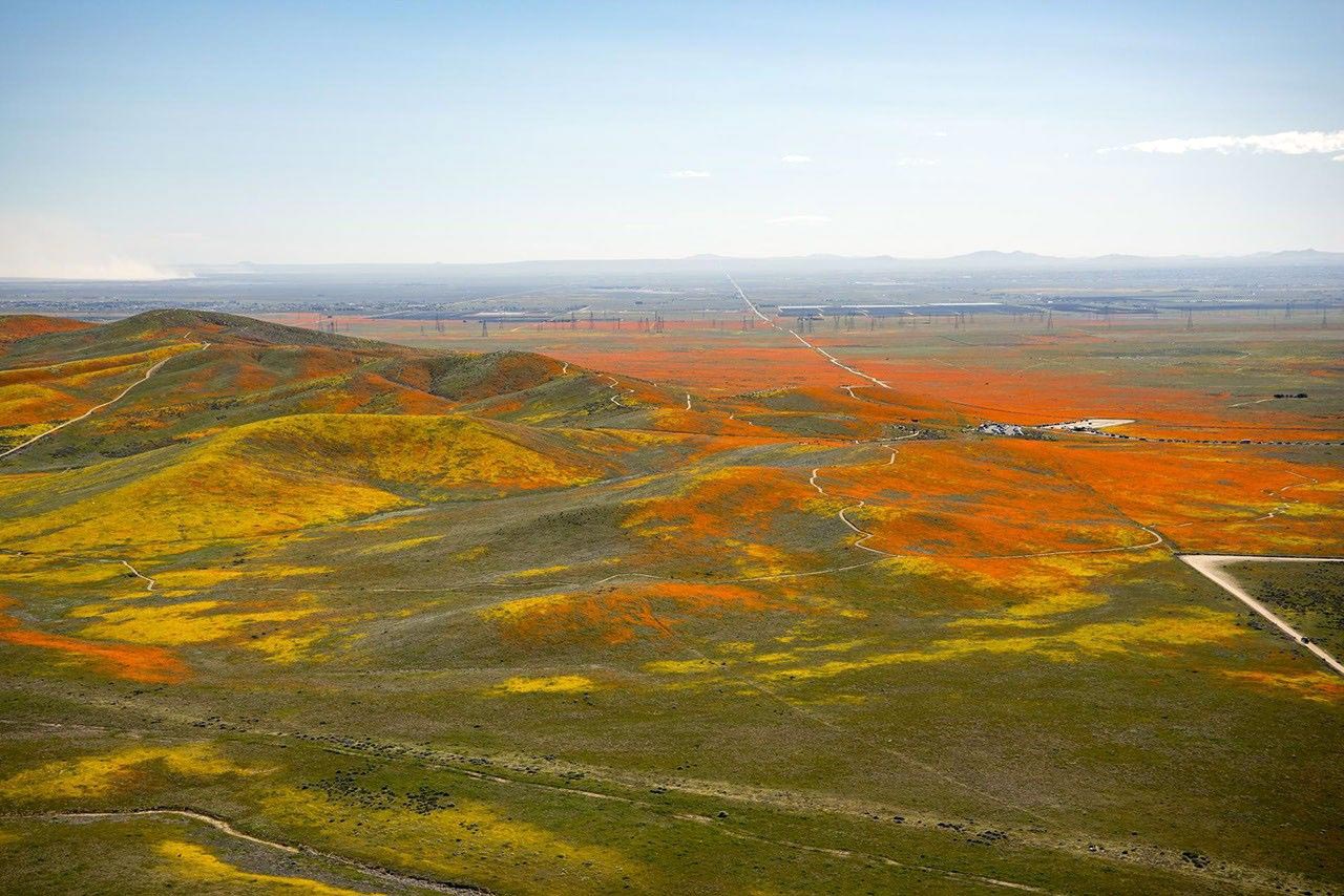 Yellow-Wildflowers-Orange-Poppies-Carpet-Desert.jpg