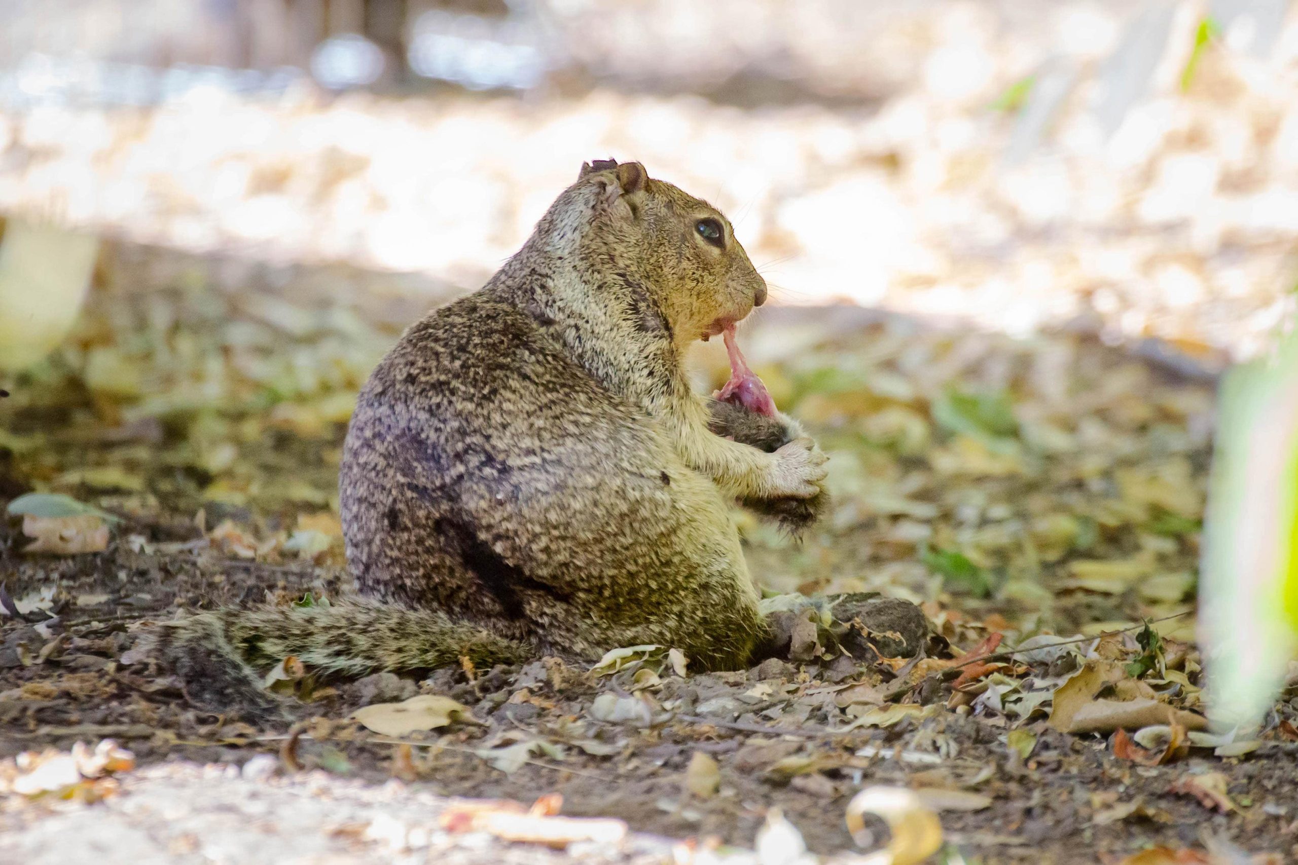 Ground-Squirrel-Eats-Vole-scaled.jpg