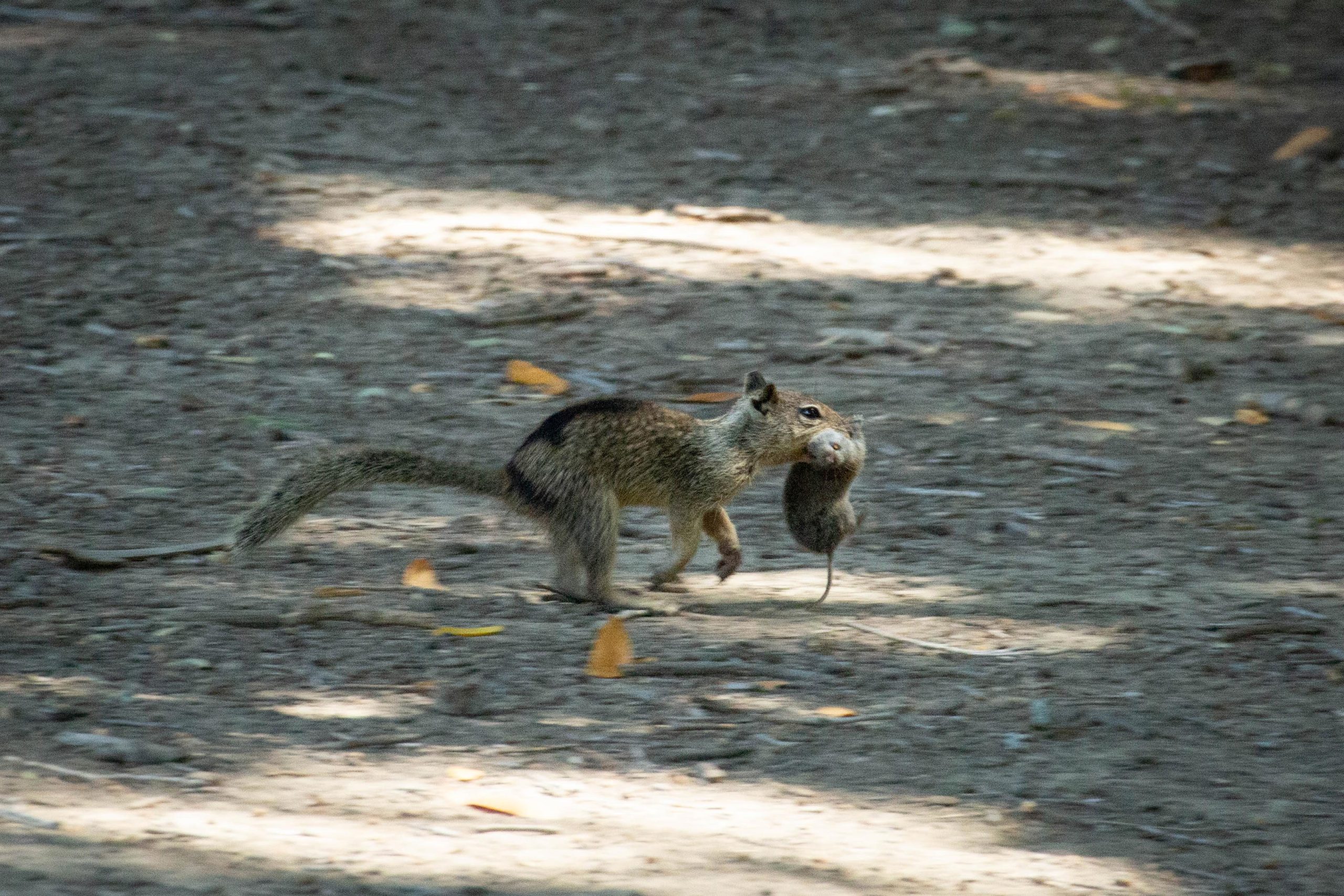 Squirrel-Runs-With-Vole-in-Mouth-scaled.jpg