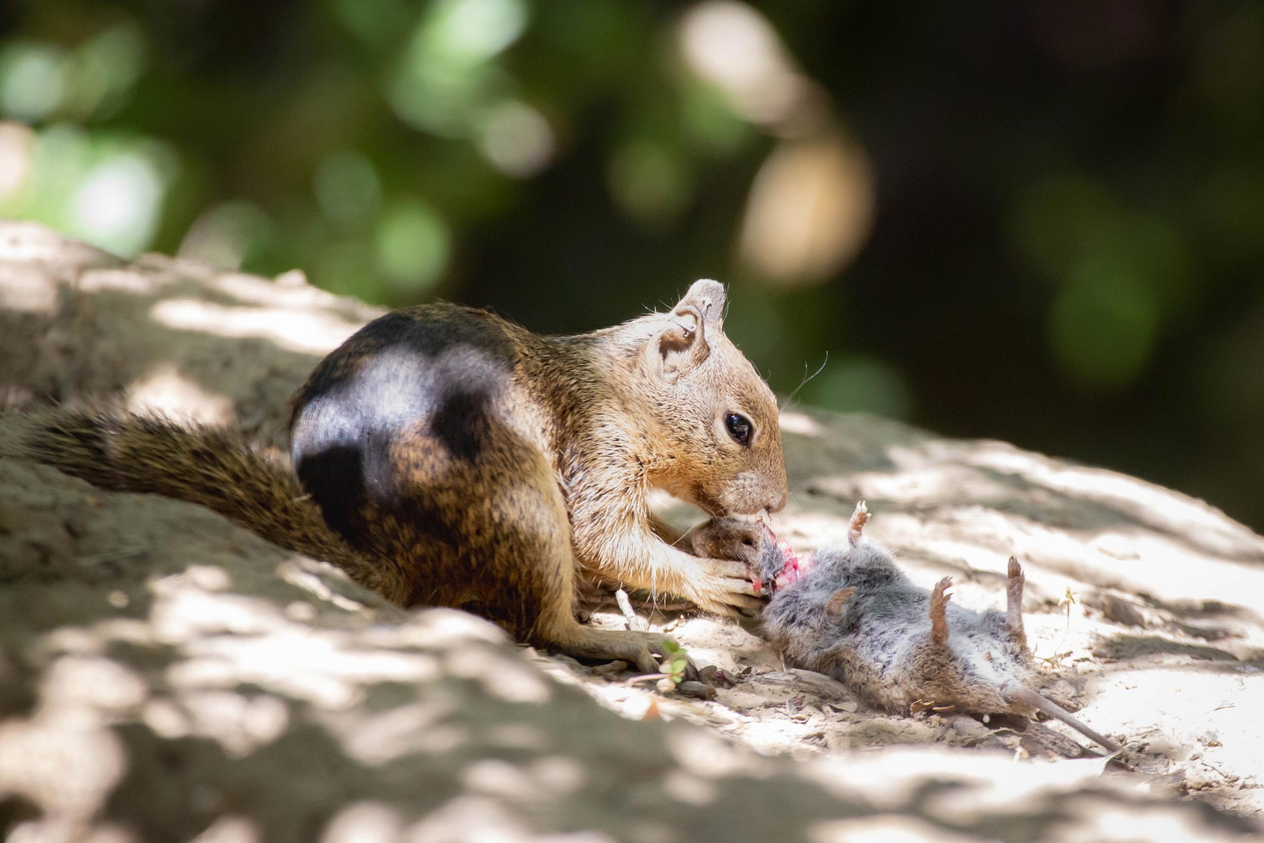 Squirrel-Eats-Vole-scaled.jpg