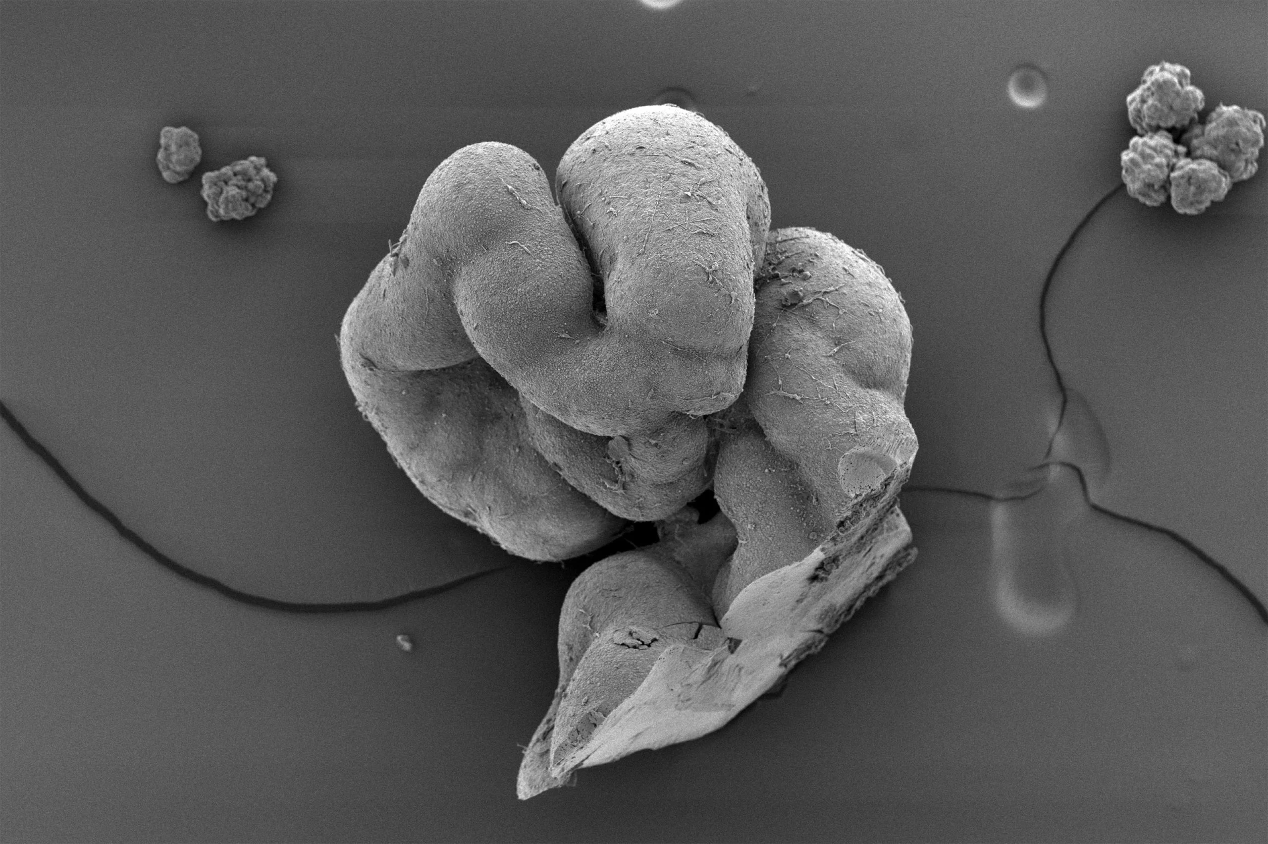 Pieces-of-Trunk-Organoids-scaled.jpg