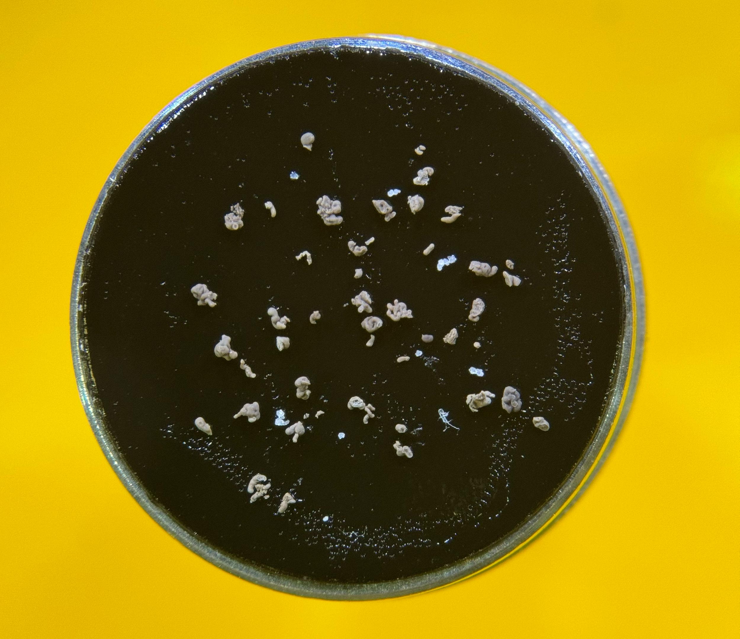 Trunk-Organoids-Fixed-in-Tape.jpg