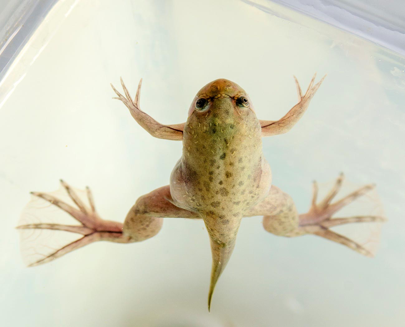 African-Clawed-Frog-1.jpg