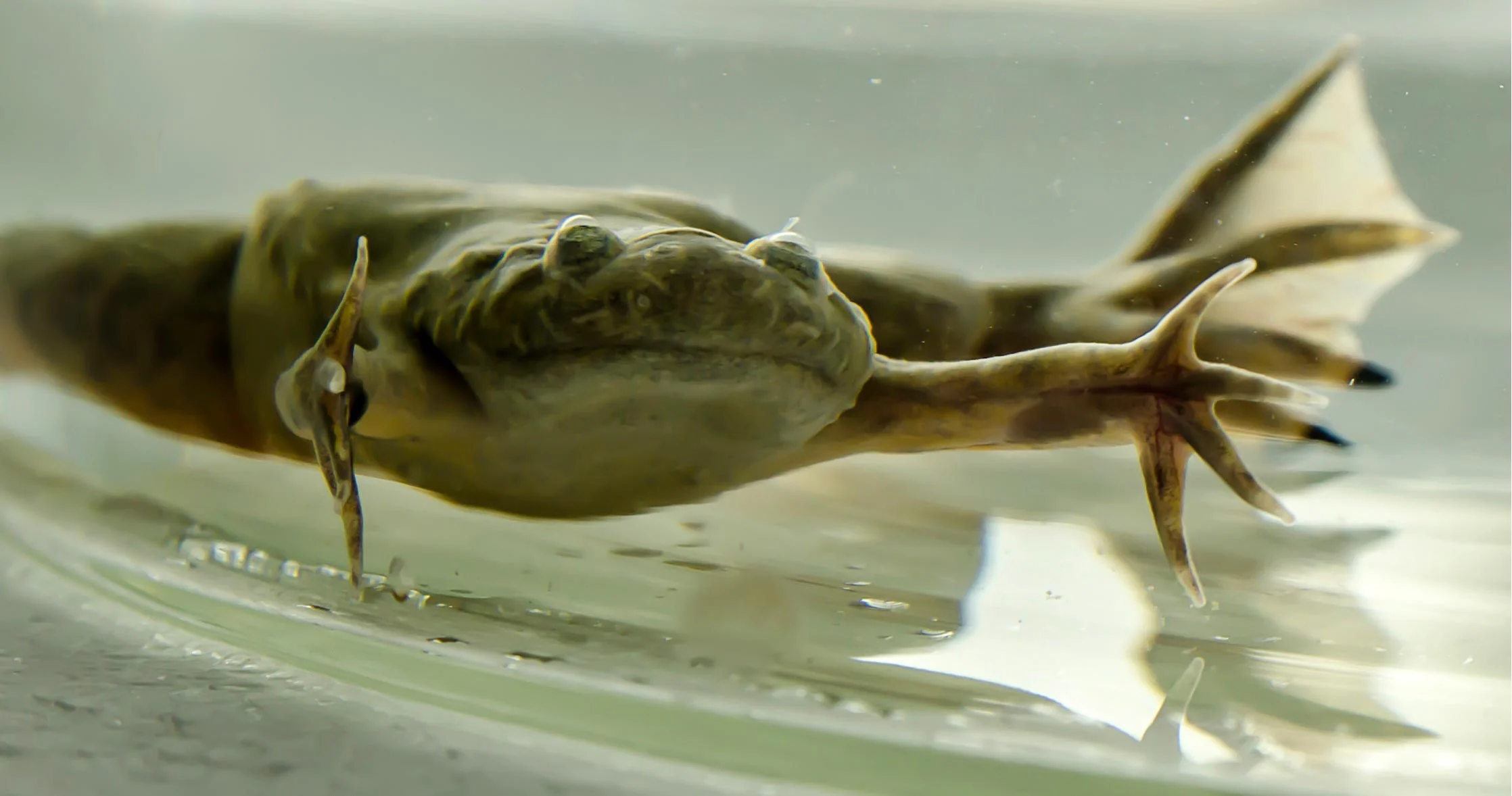 African-Clawed-Frog-Close.jpg