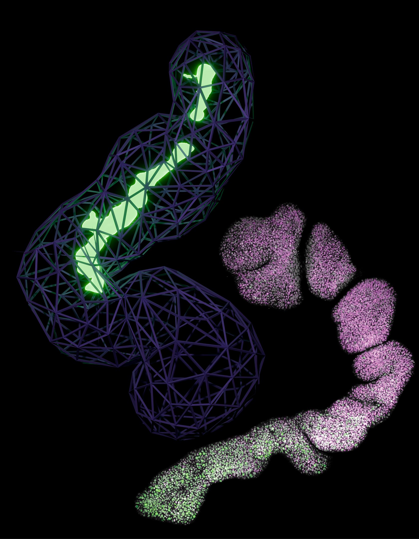 Microscopy-and-Computer-Generated-Organoids.jpg