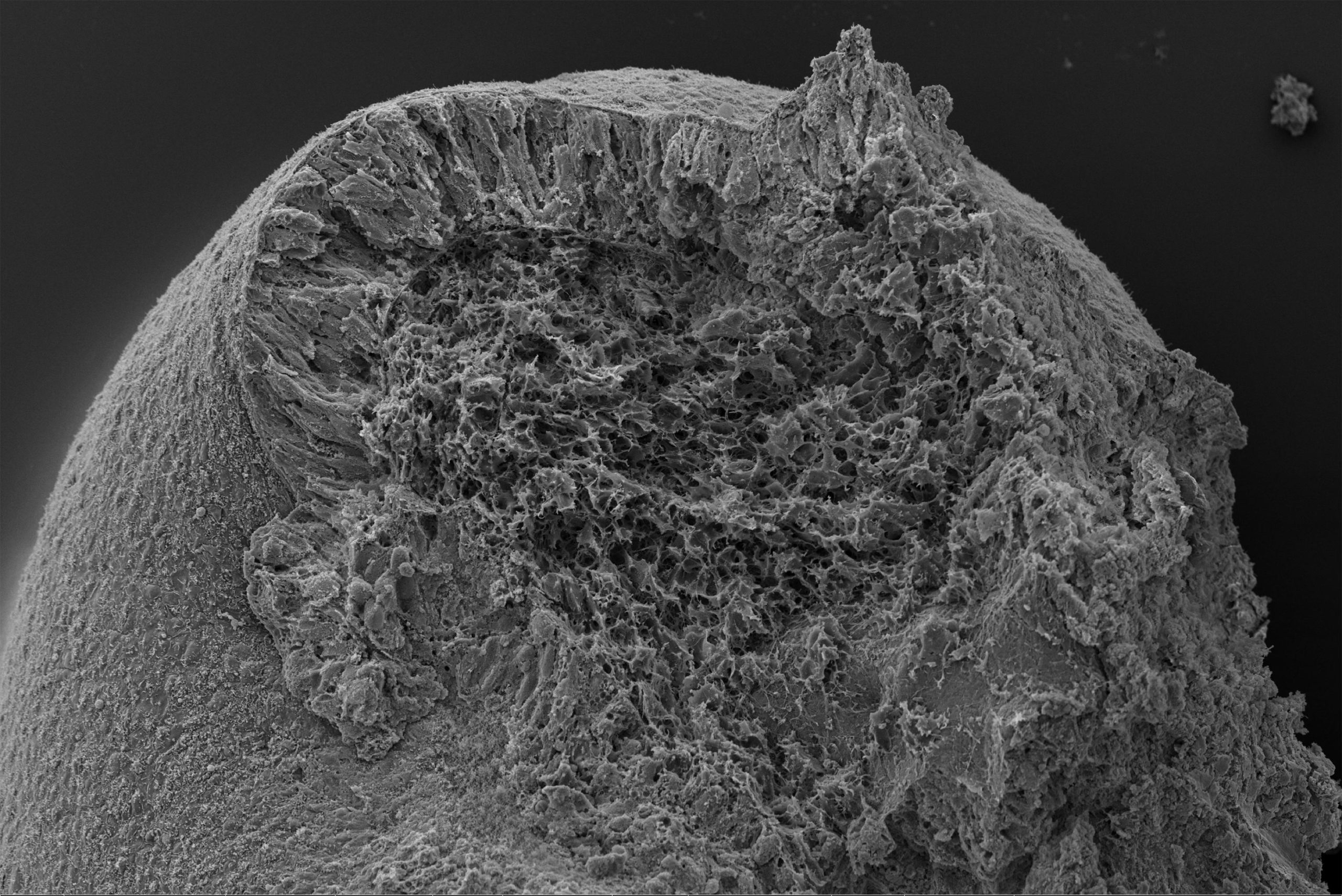 Pieces-of-Trunk-Organoids-Electron-Scanning-Microscopy-scaled.jpg