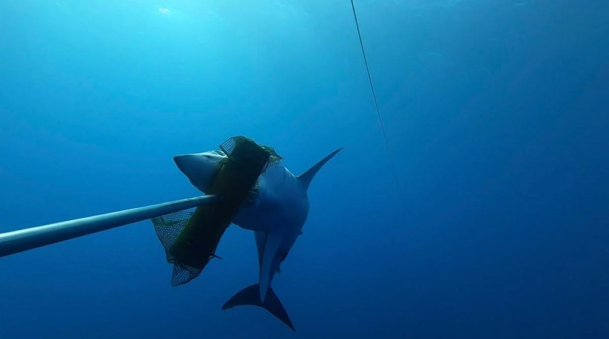 Mako-Shark-Tag.jpg