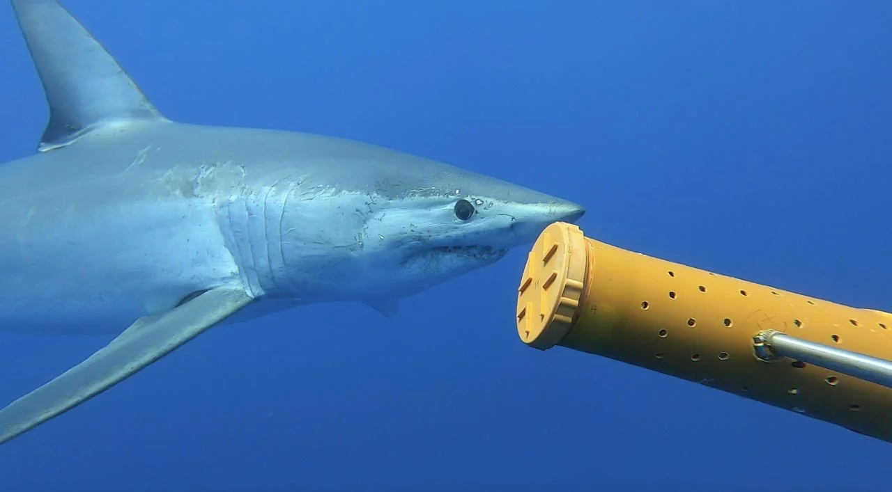 Mako-Shark.jpg