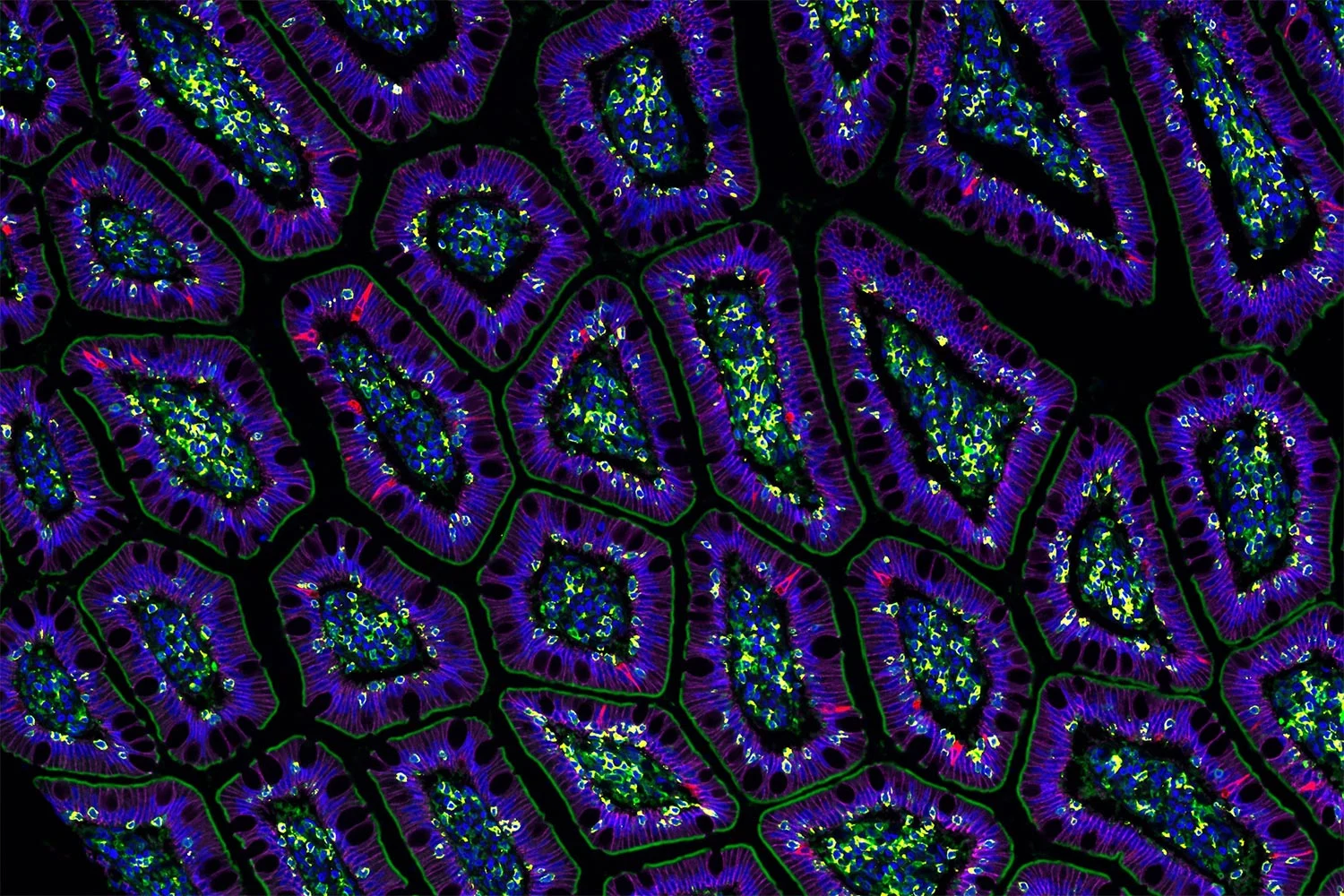 Virtual-Human-Cell.jpg