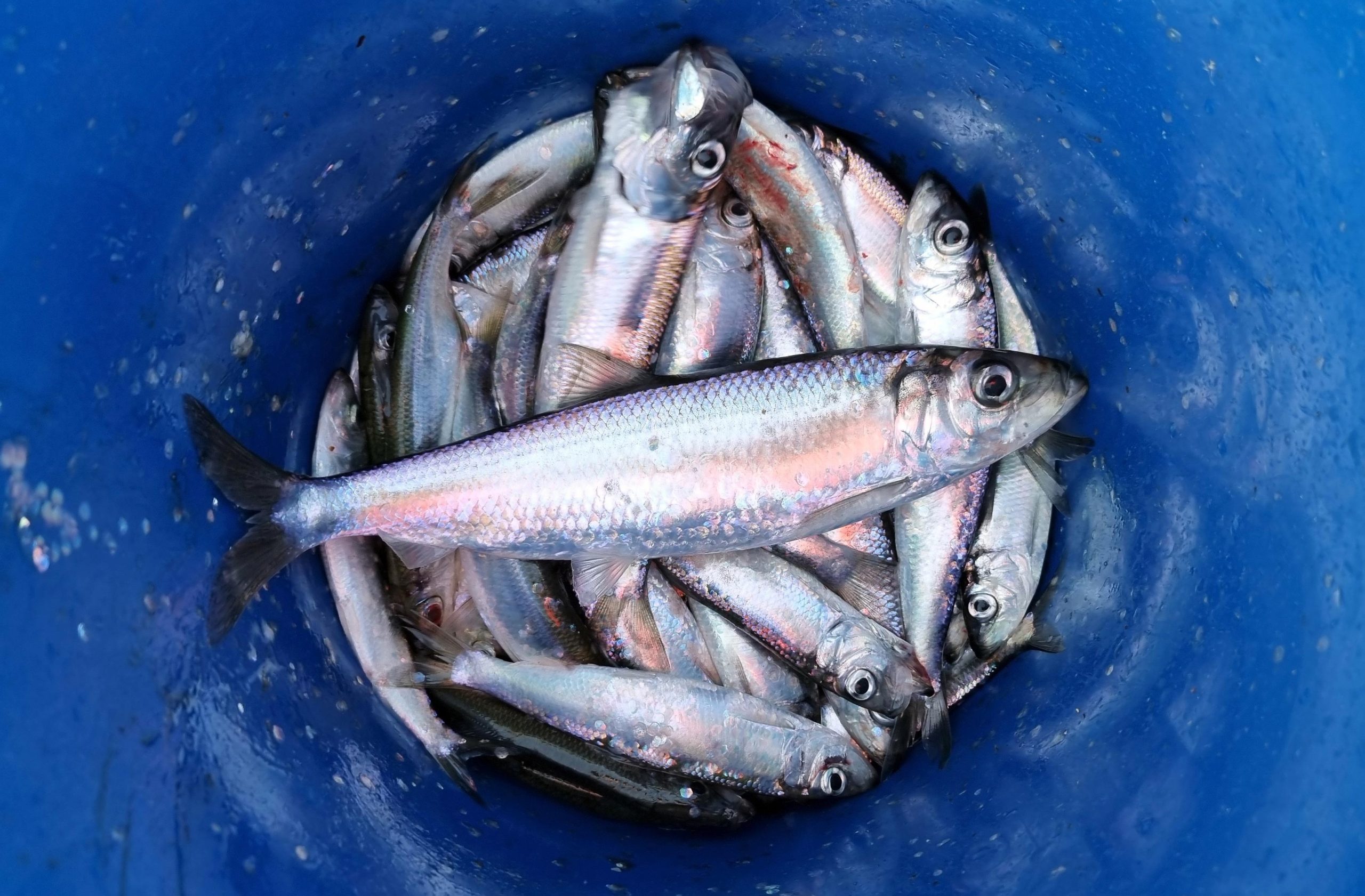 Large-Herring-scaled.jpg