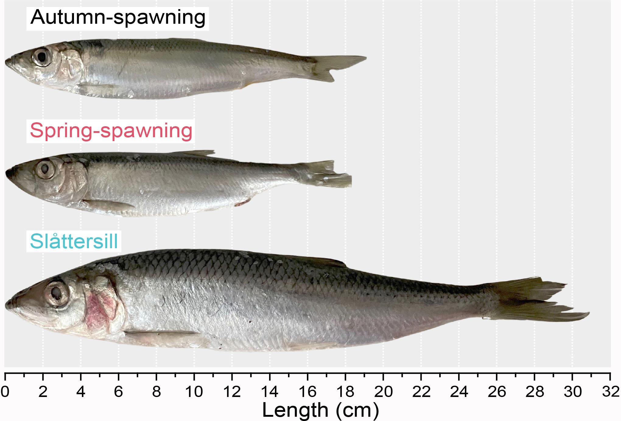 Large-Herring-Ssize-Comparison.jpg