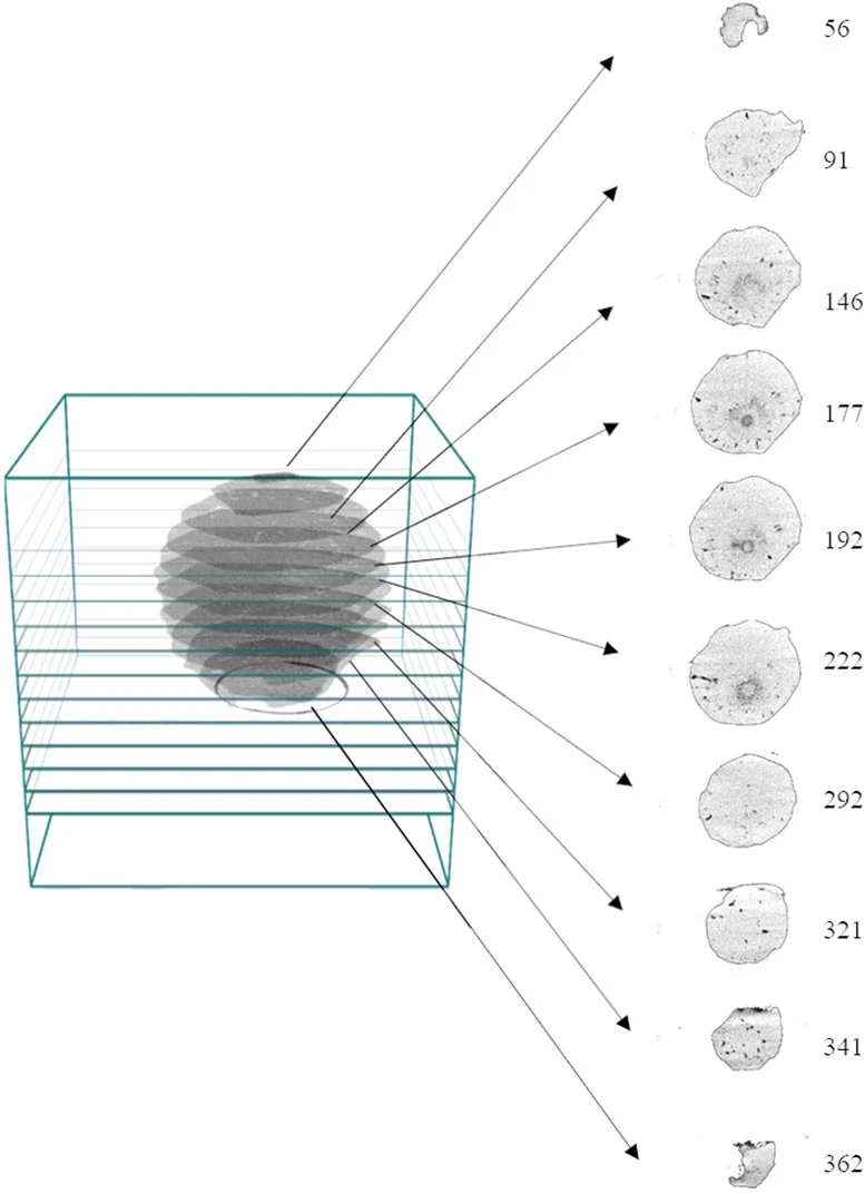 Hailstone-Slices.jpg