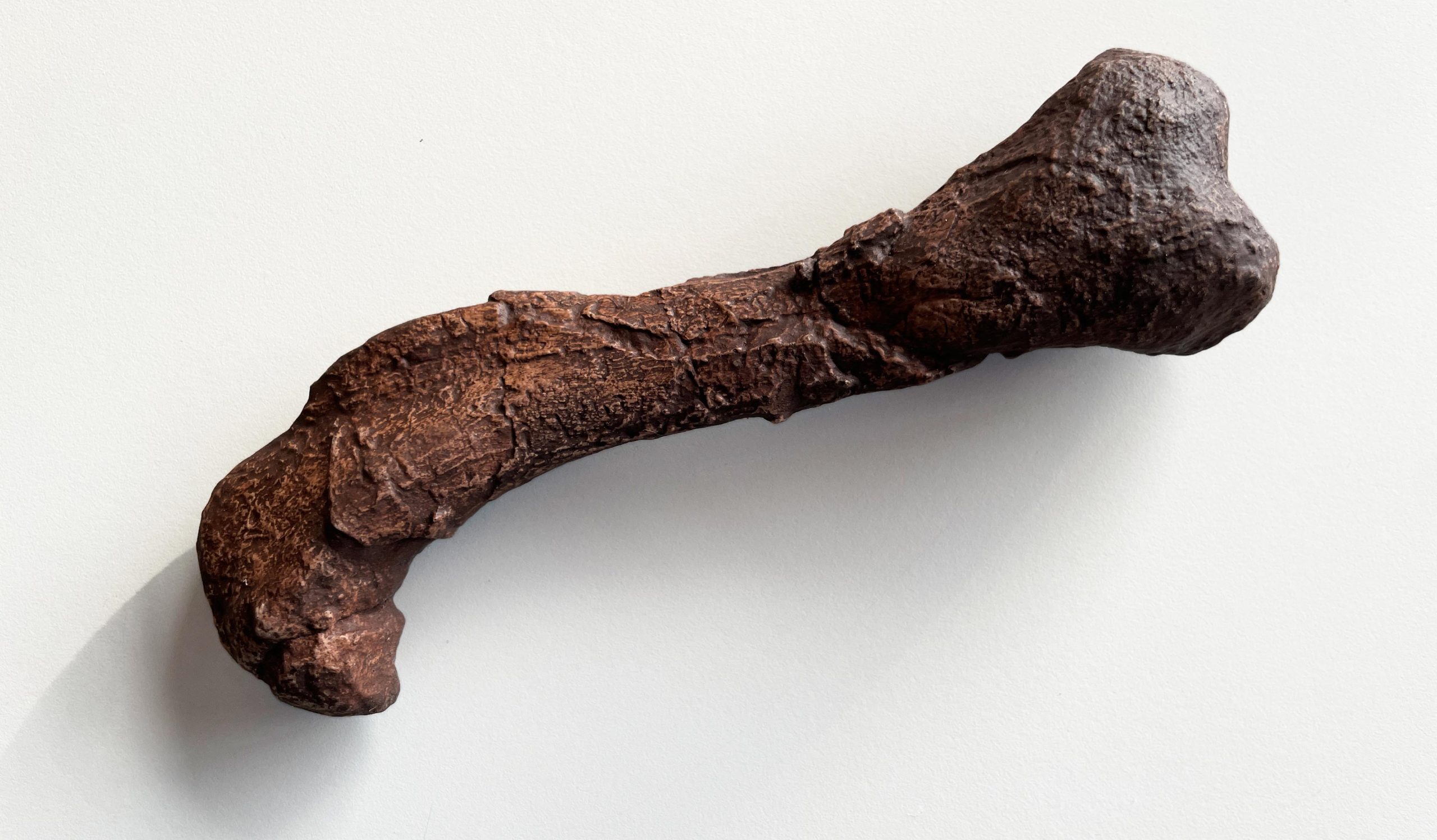Gorgonopsian-Femur-scaled.jpg
