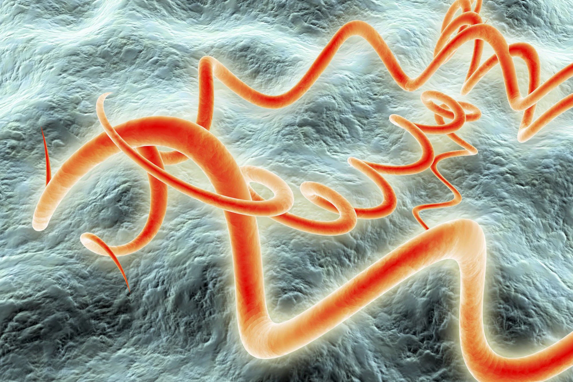 Syphilis-Bacteria.jpg