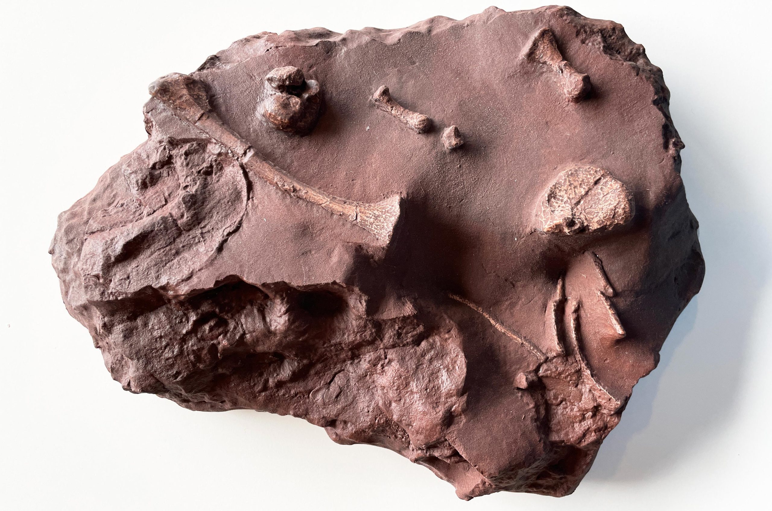 Gorgonopsian-Postcranial-Elements-scaled.jpg