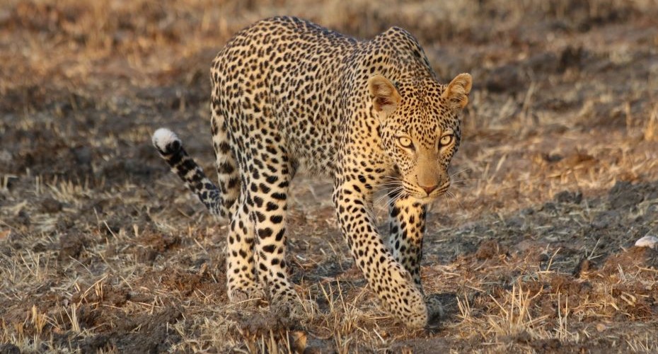 Dr_Charlotte_Searle-Leopard_Selous-GR_Namkongo_12_web.jpg