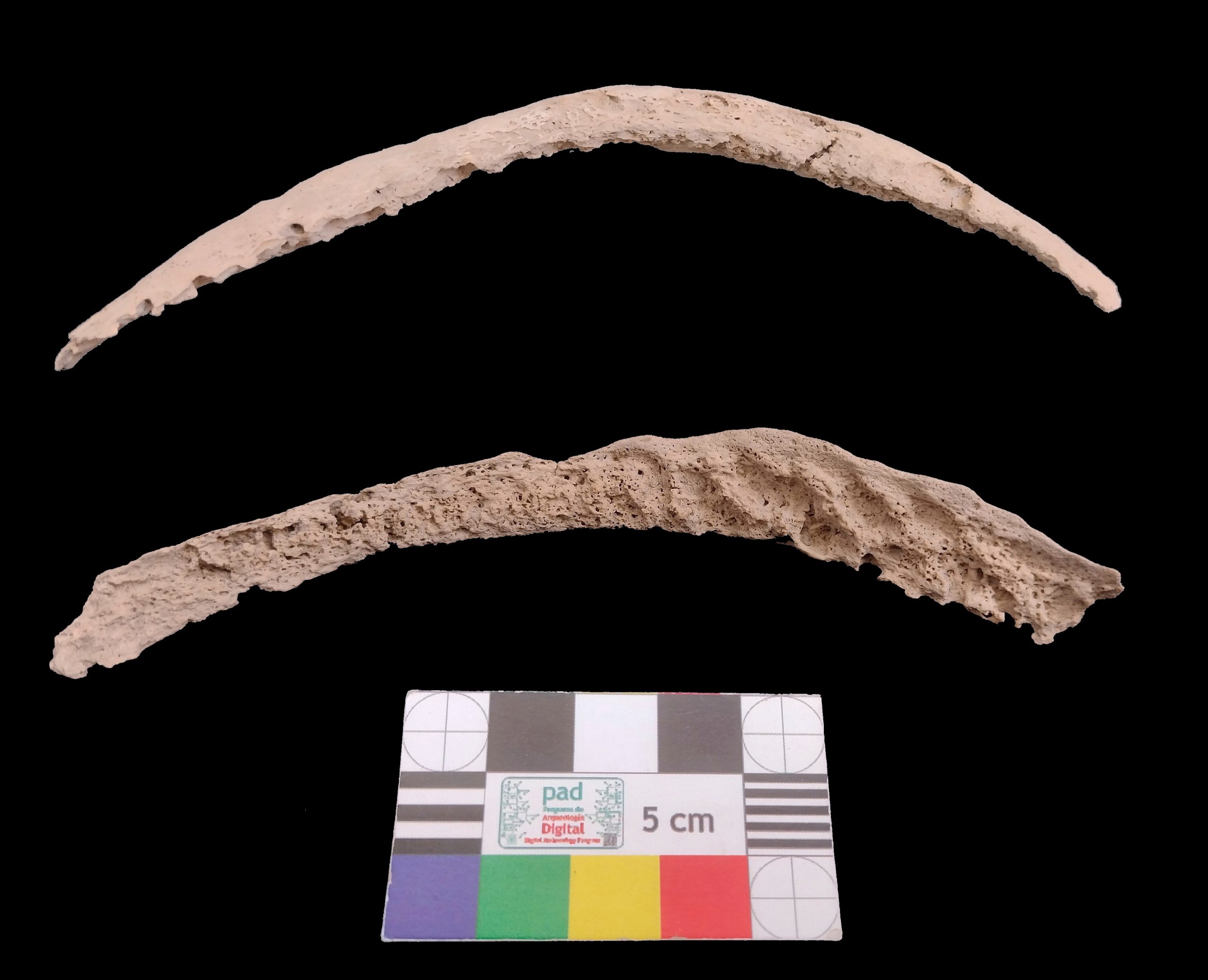 Ancient-Syphilis-Like-Genome-Skeletal-Element-scaled.jpg