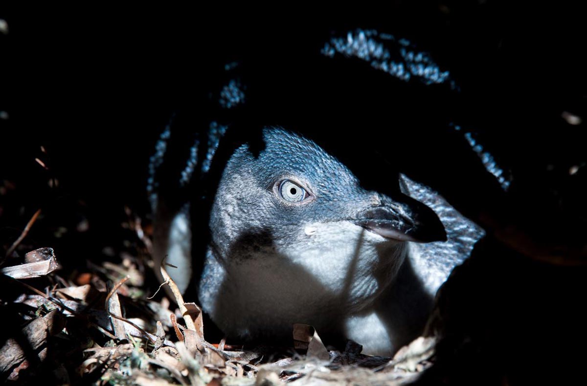 Little-Penguin-Close.jpg