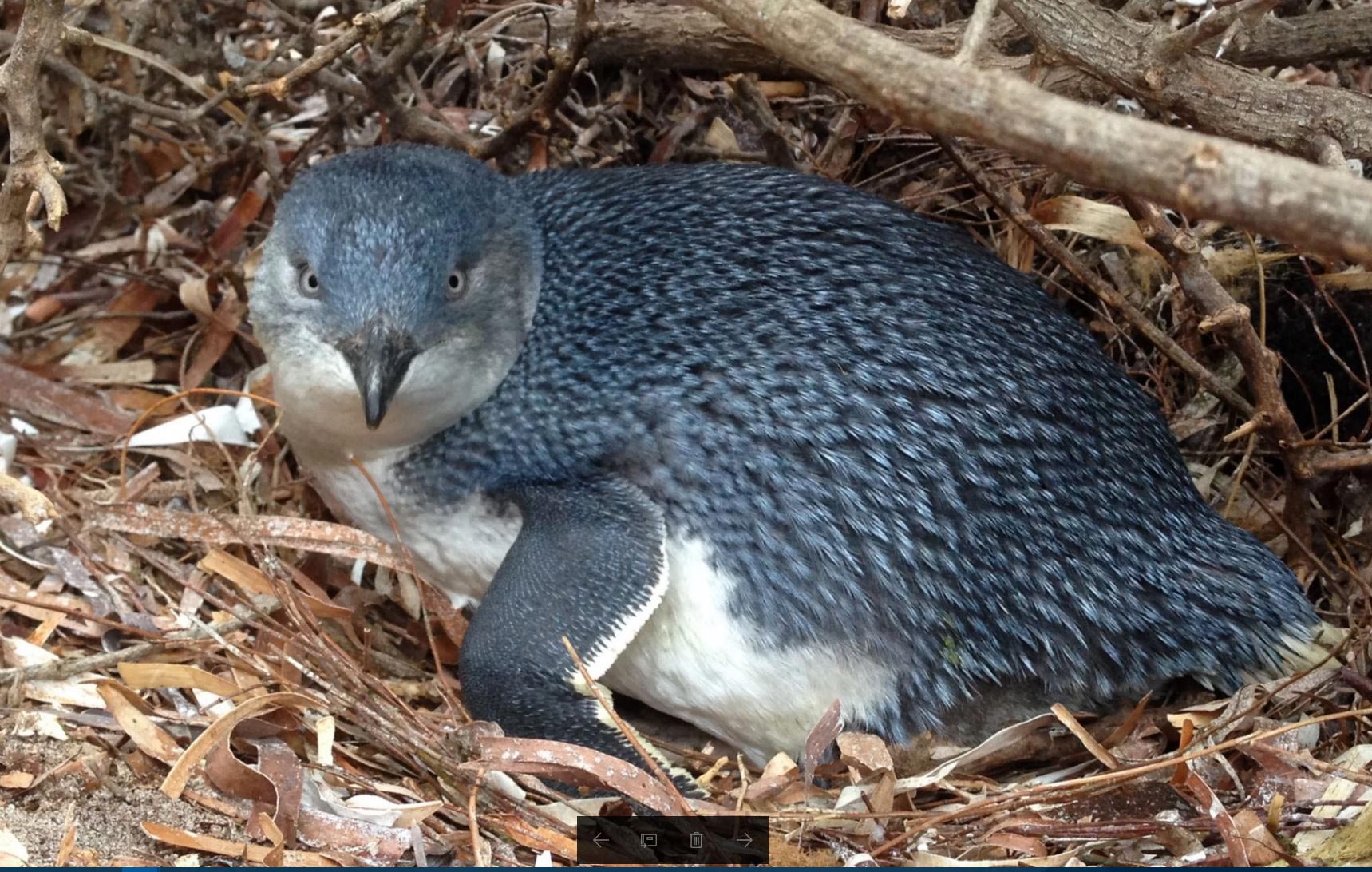 Little-Penguin-Granite-Island.jpg