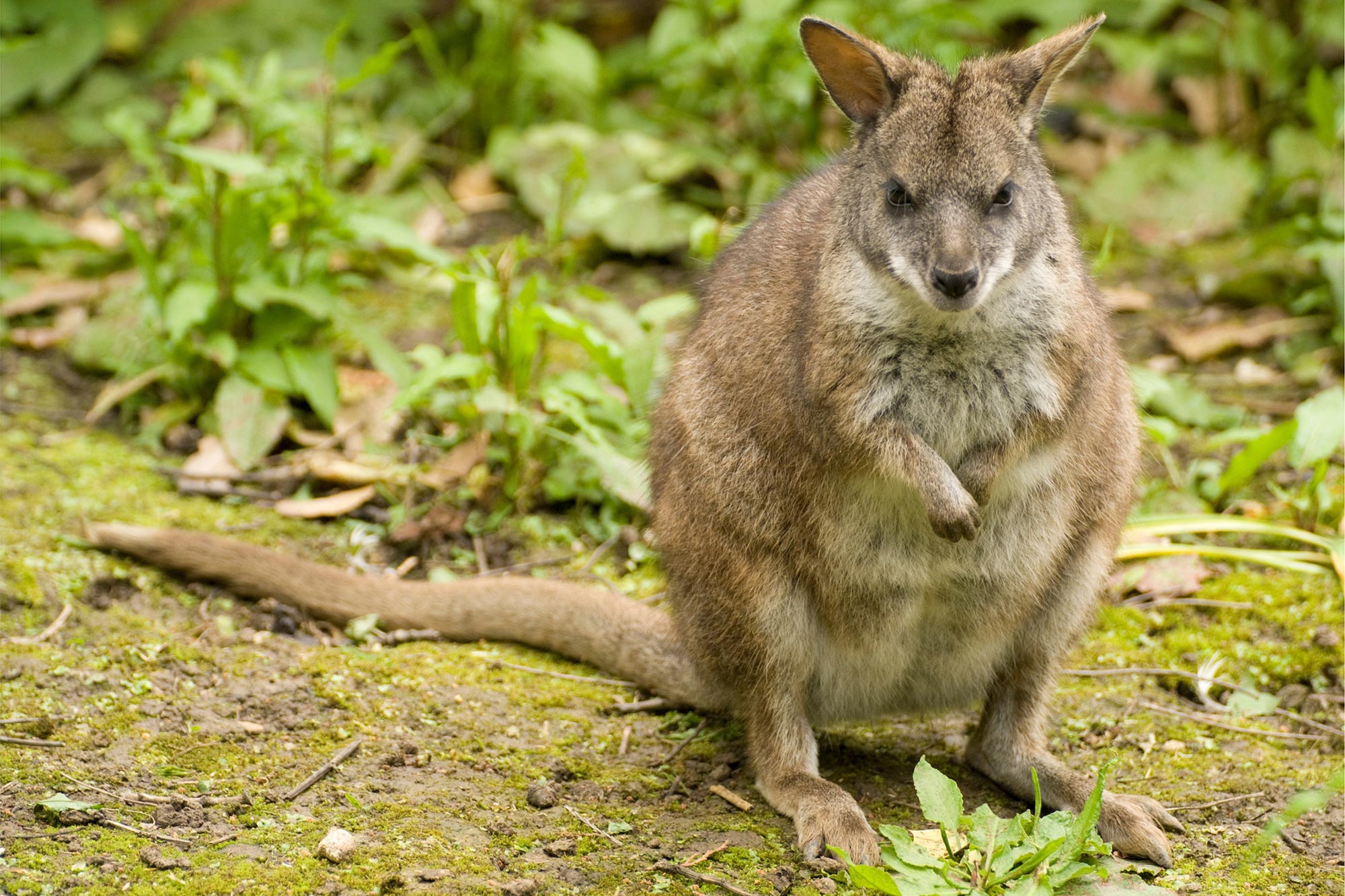 Parma-Wallaby.jpg