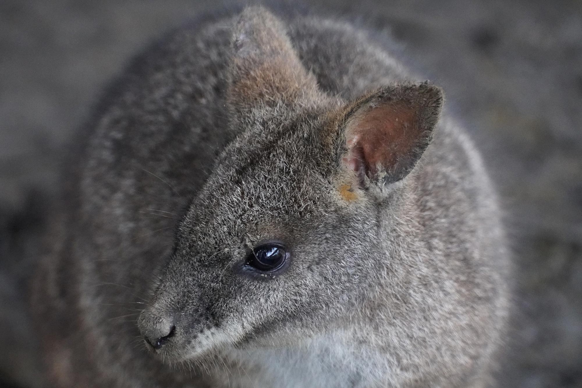 Parma-Wallaby-Close.jpg