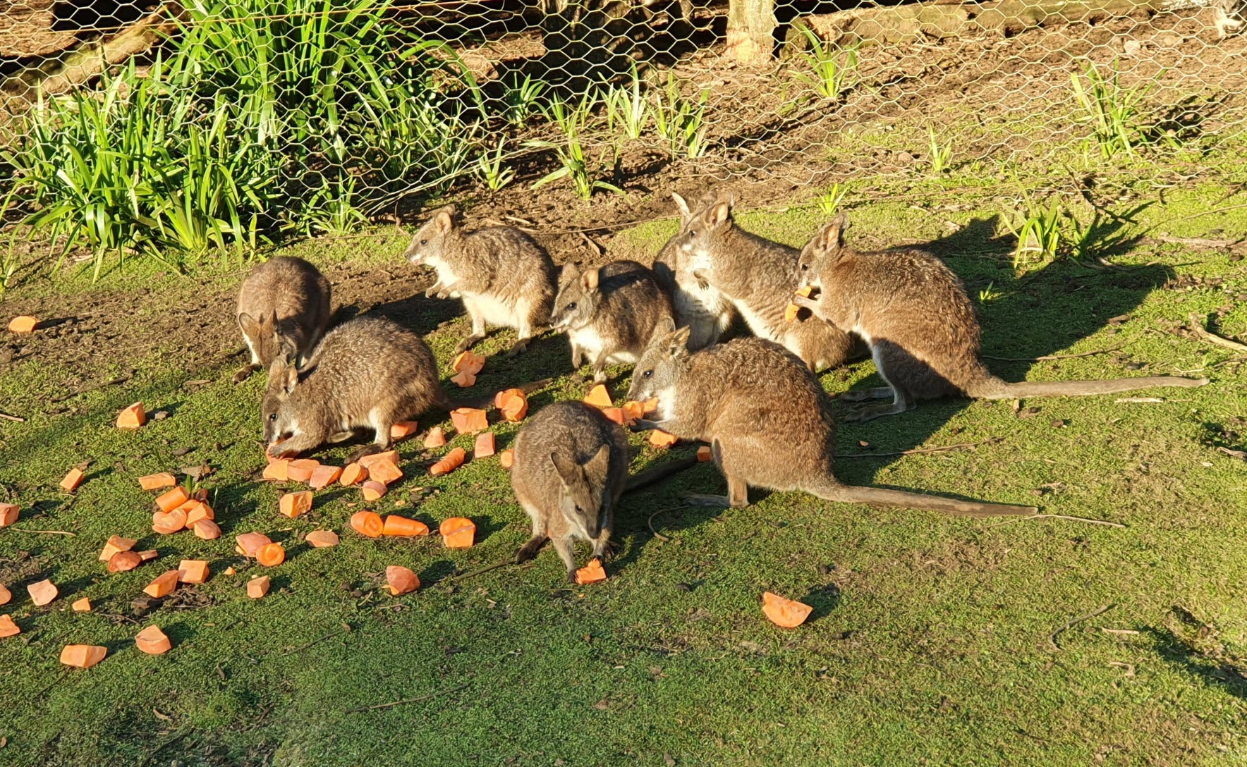 Parma-Wallabies.jpg