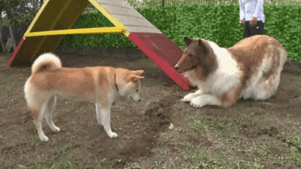 67c5d80c28174535b75d3a42b4b005d7.gif