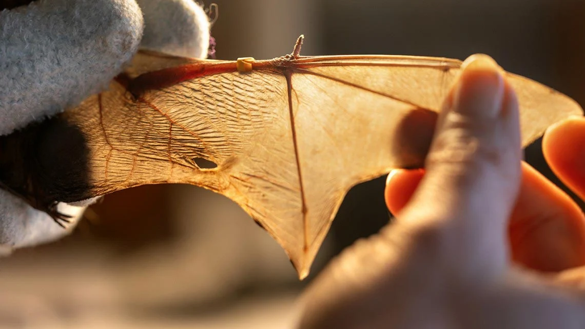 Bat-Wing-1.jpg