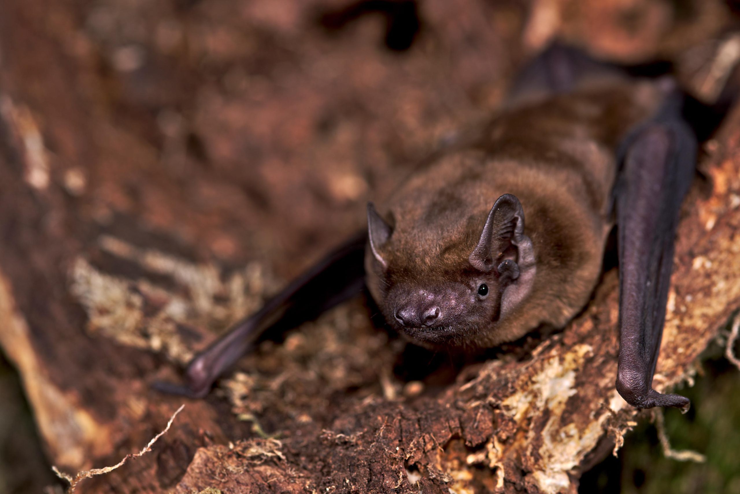 Common-Noctule-Bat-Tree-scaled.jpg