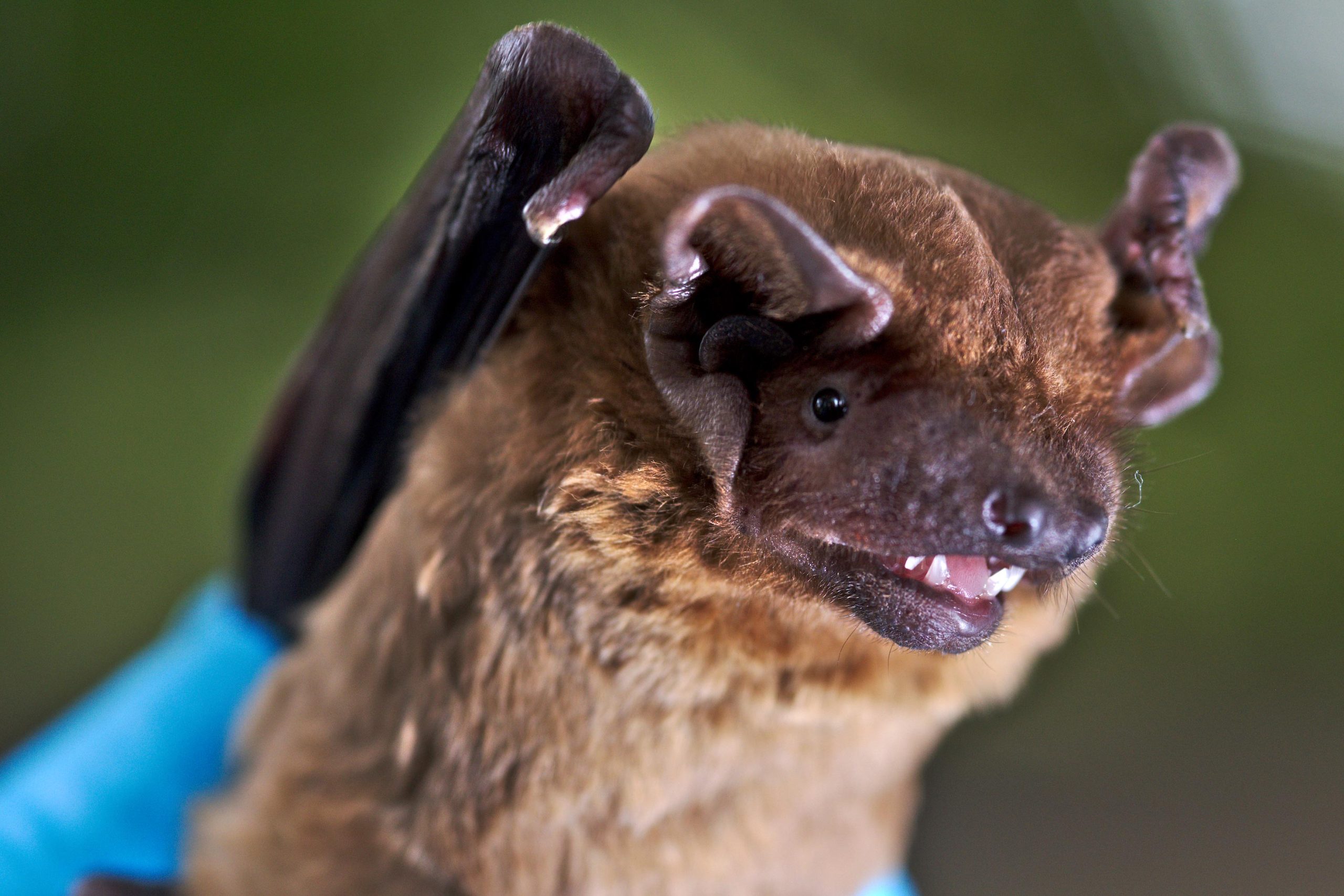 Common-Noctule-Bat-Close-scaled.jpg