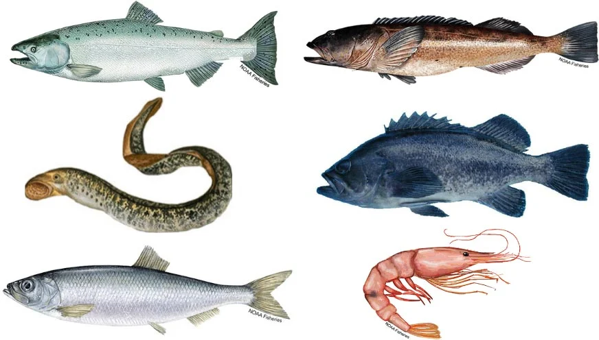 Microplastics-Widespread-in-U.S.-West-Coast-Seafood.jpg