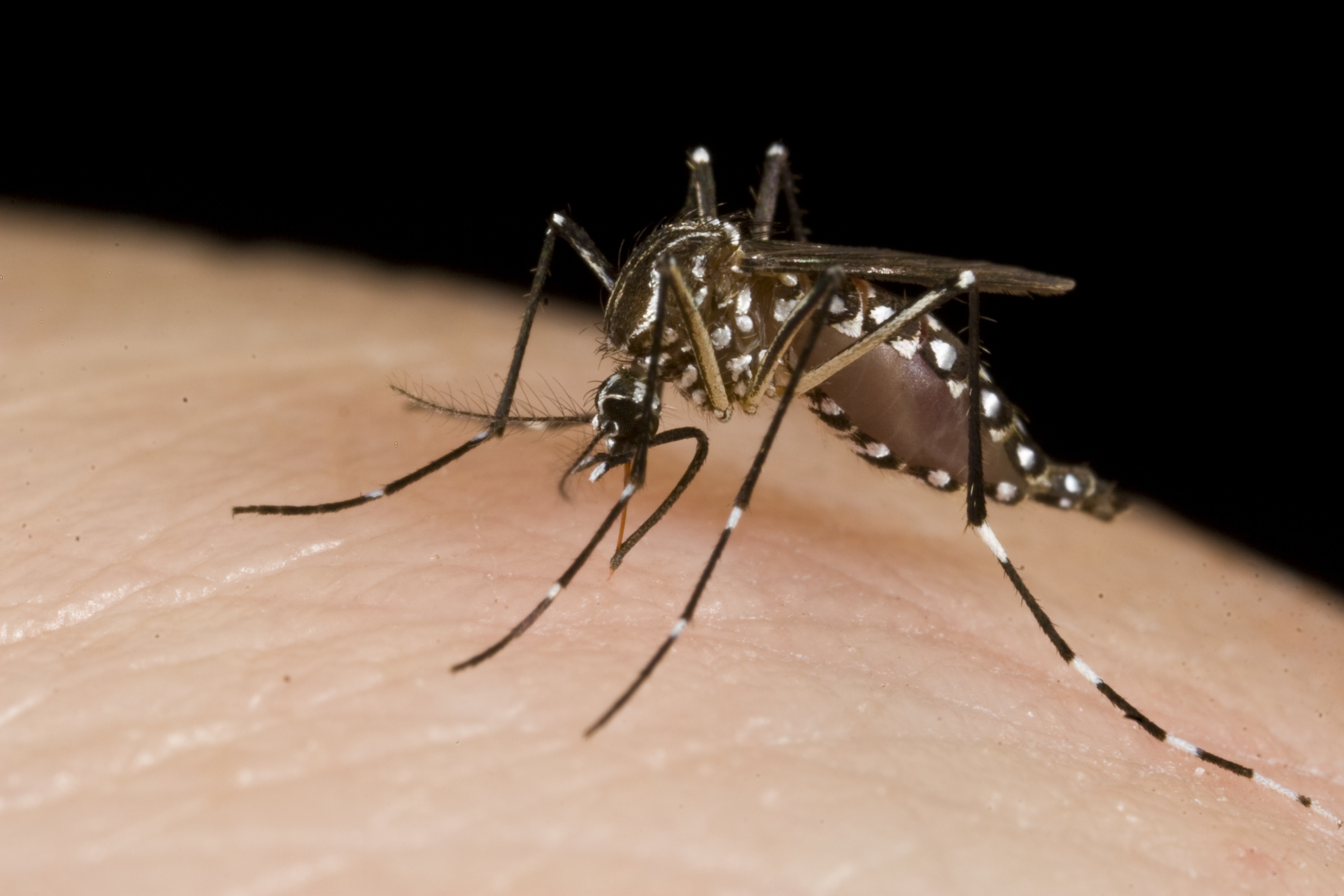 Mosquitoes_10703811283.jpg