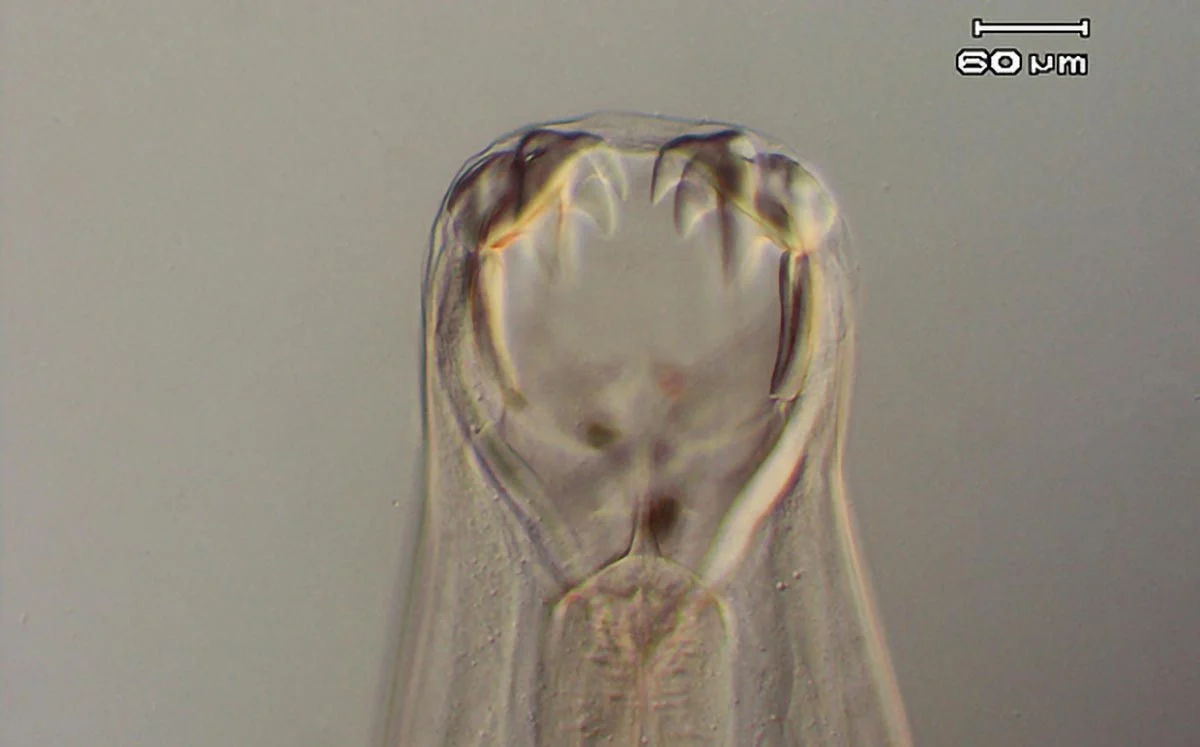 Ancylostoma-caninum.jpg