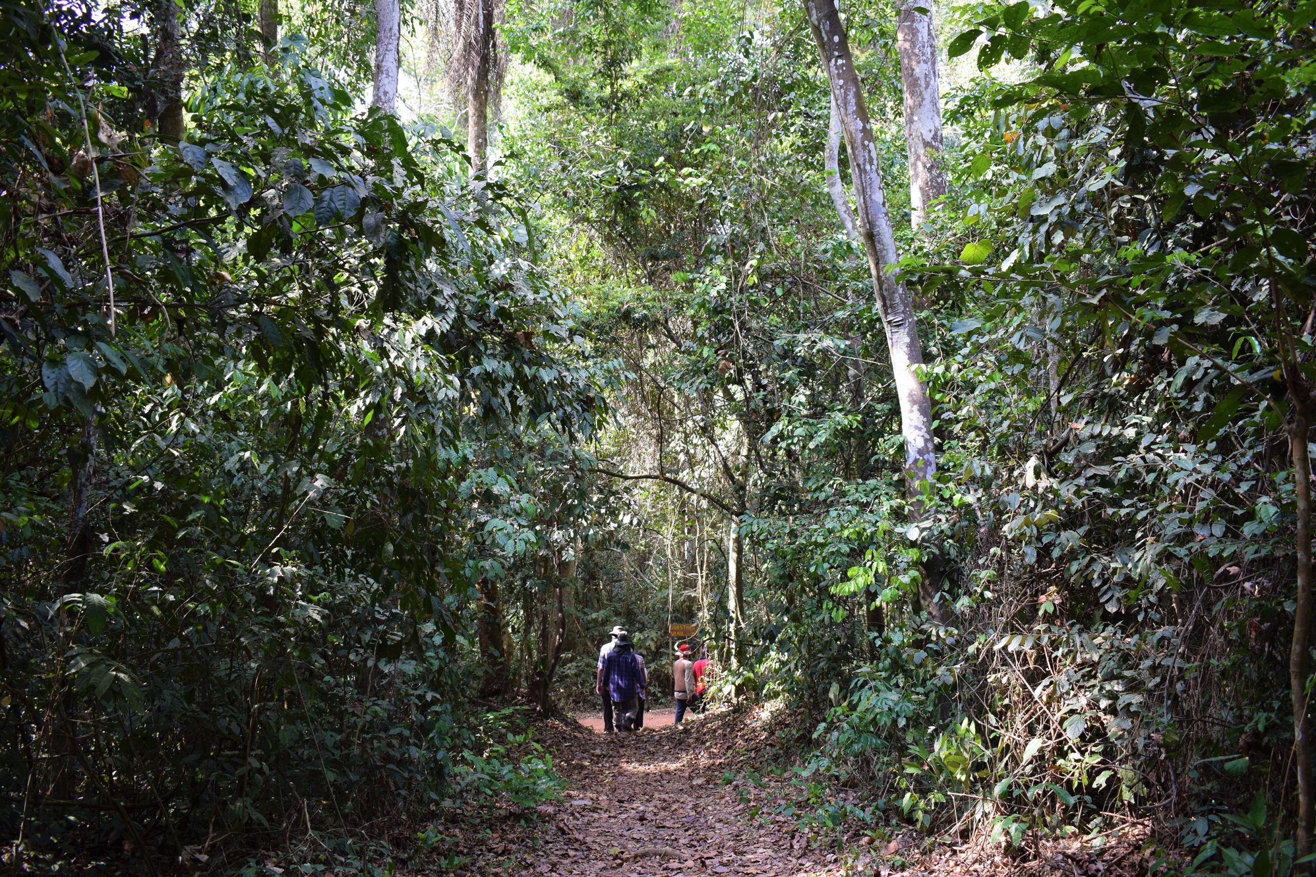 Bobiri-Forest-Reserve-in-Ghana-scaled.jpg