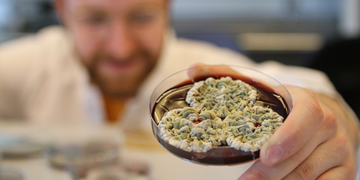 Svampebatterier_700x350.jpg
