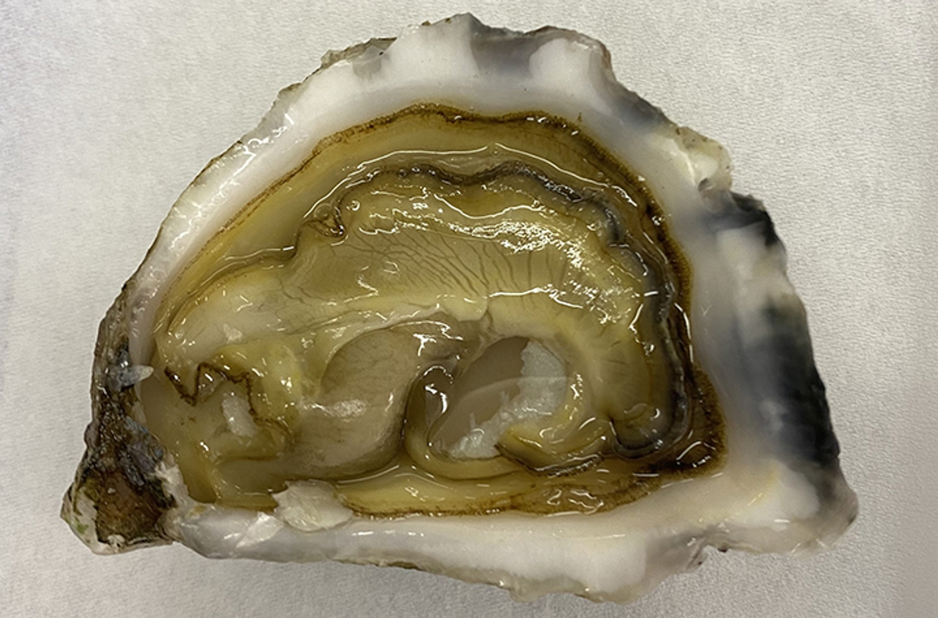 Sydney-Rock-Oyster-credit-Southern-Cross-University-low-res.jpg