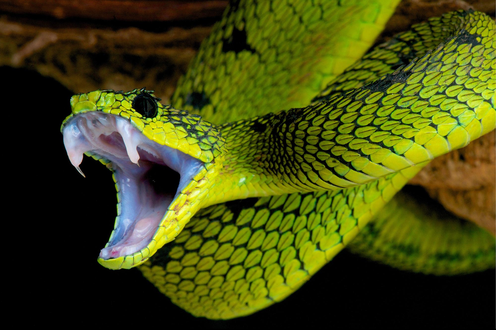 Fangs-Snake-Attack.jpg