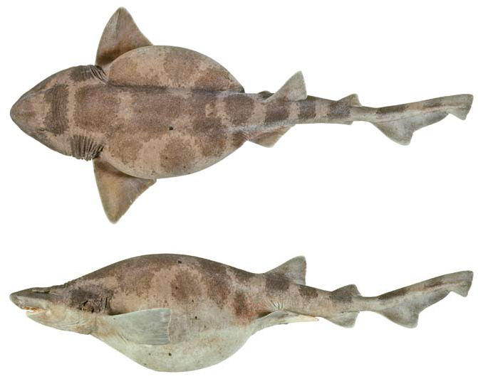 Cephaloscyllium_albipinnum_main.jpg