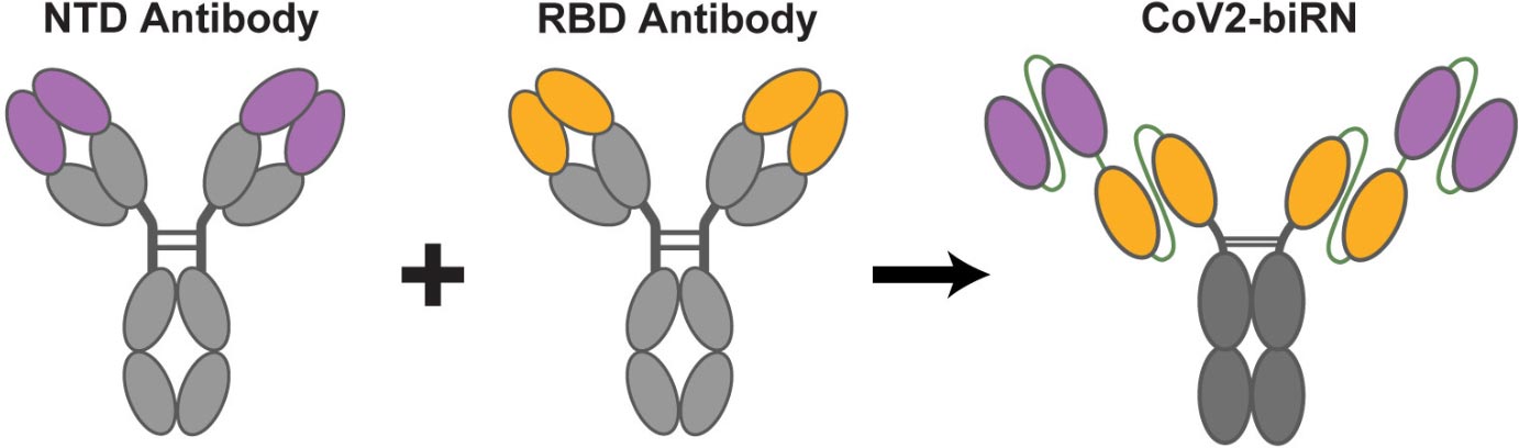 COVID-Illo-1.jpg