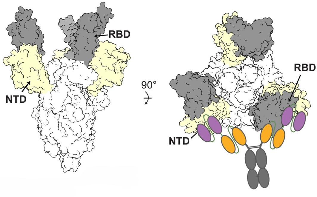 COVID-Illo-2.jpg