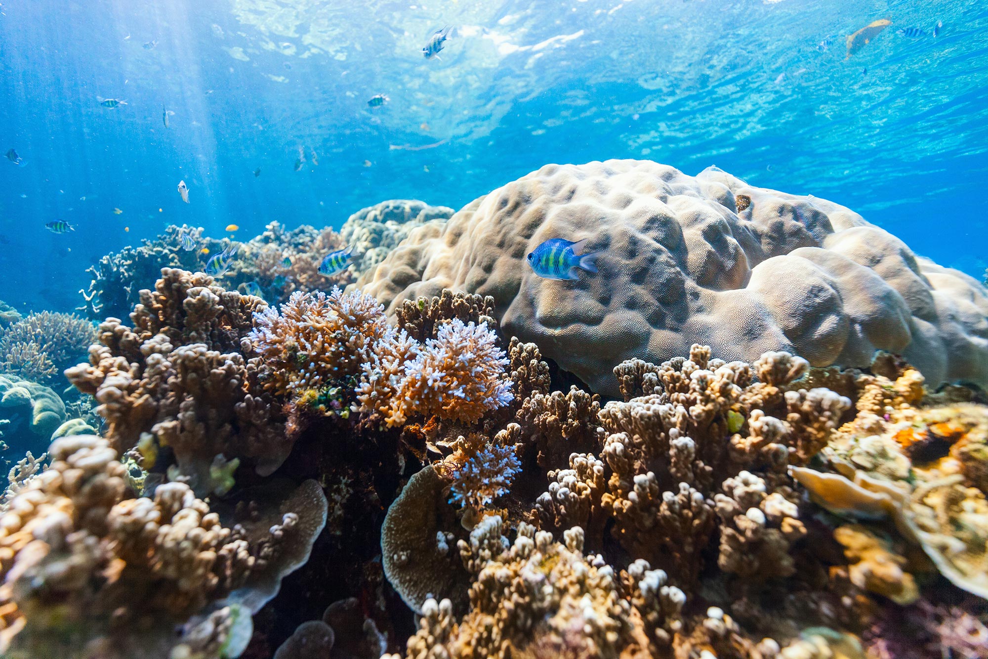 Coral-Reef-Underwater.jpg