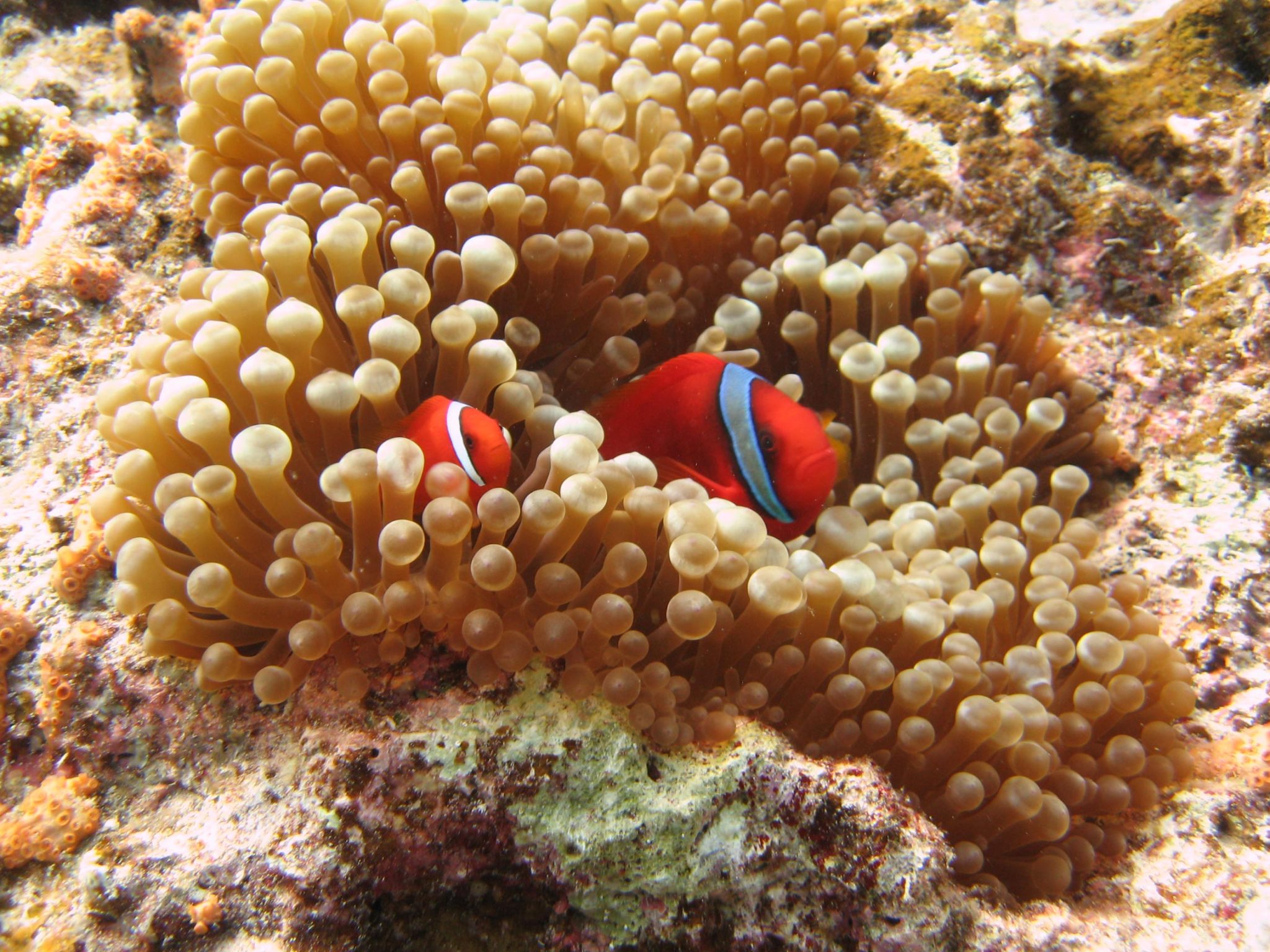 The-Tomato-Anemonefish-Amphiprion-frenatus-in-a-Bubble-Tip-Sea-Anemone-Entacmaea-quadricolor-2048x1536.jpg