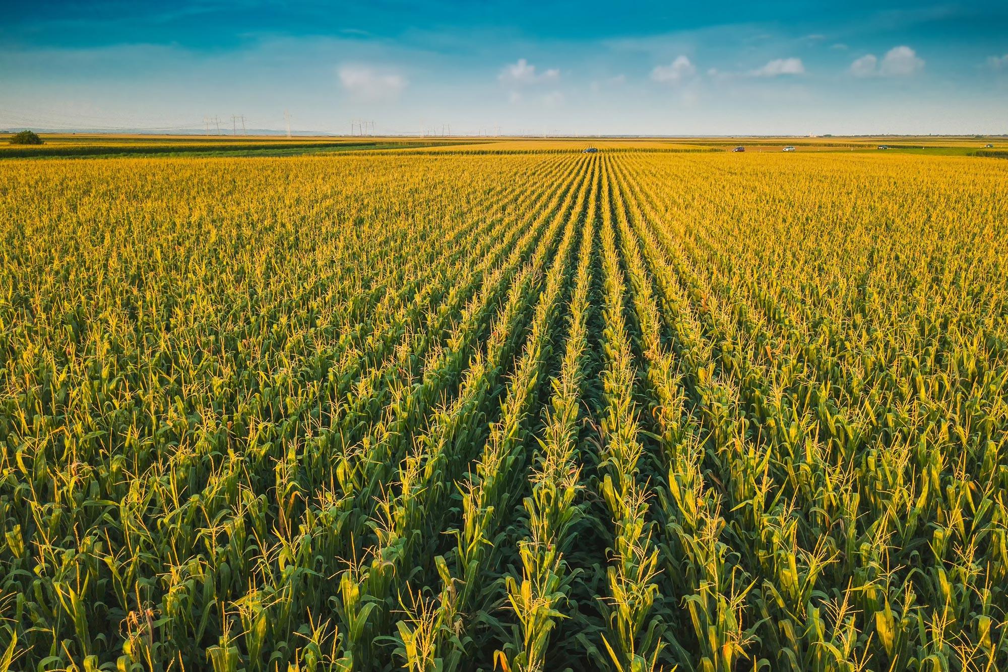 Corn-Farmland.jpg
