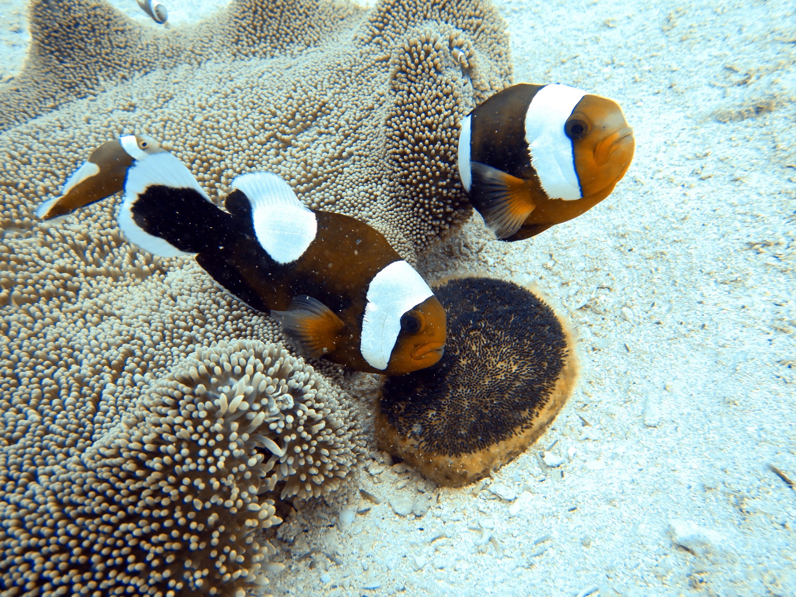 The-Saddle-Back-Anemonefish-Amphiprion-polymnus-in-a-Carpet-Sea-Anemone-scaled.jpg
