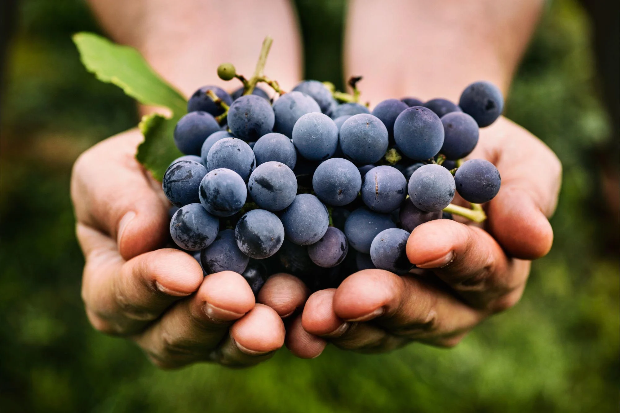 Person-Holding-Grapes.jpg