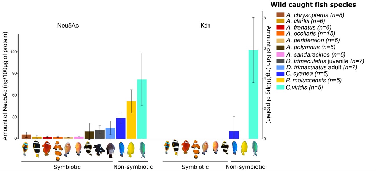 Levels-of-Two-Major-Sialic-Acid-Compounds-Neu5AC-and-Kdn-in-Wild-Caught-Symbiotic-and-Non-Symbiotic-Fish-Species.jpg