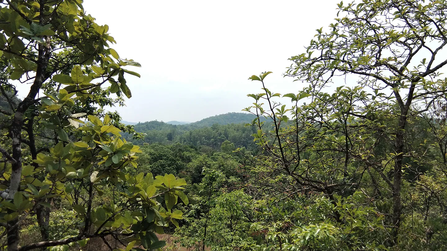 022825_sp_trees-science-life_feat.webp