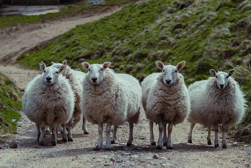 group of sheep.jpg